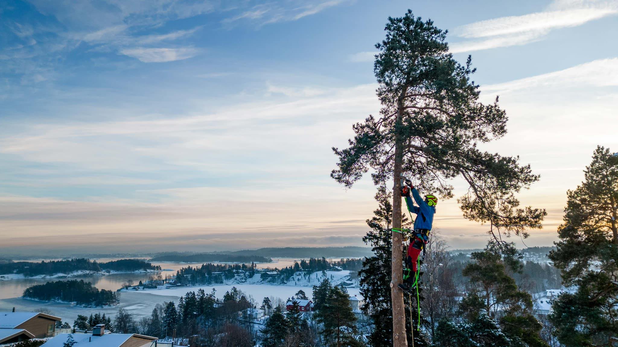 Drammen Trefelling - Profesjonell trefelling og trepleie 1
