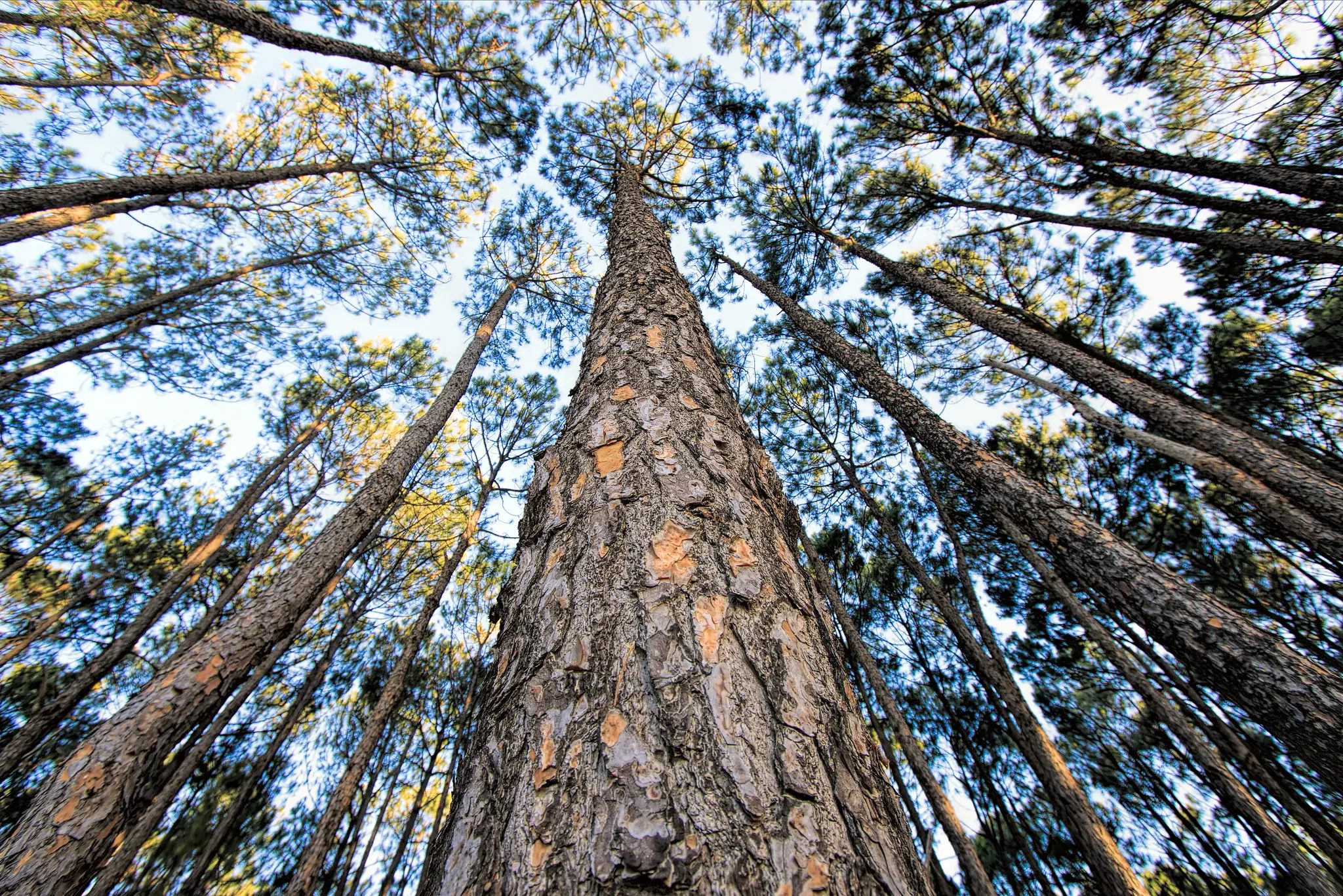 Drammen Trefelling - Profesjonell trefelling og trepleie 3